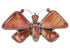 Jewelry Large Statement Oyster Shell Butterfly Ring Size 8-1/4 PS72889
